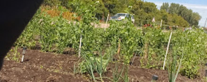 Garden Plots