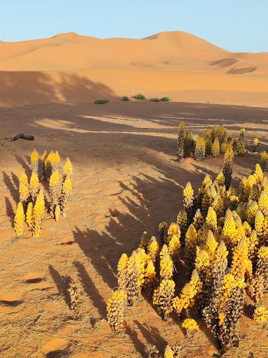 Merzouga Dunes