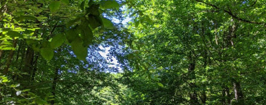 Limesturm