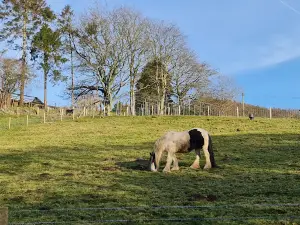 Coed Y Foel, The Woodland Trust