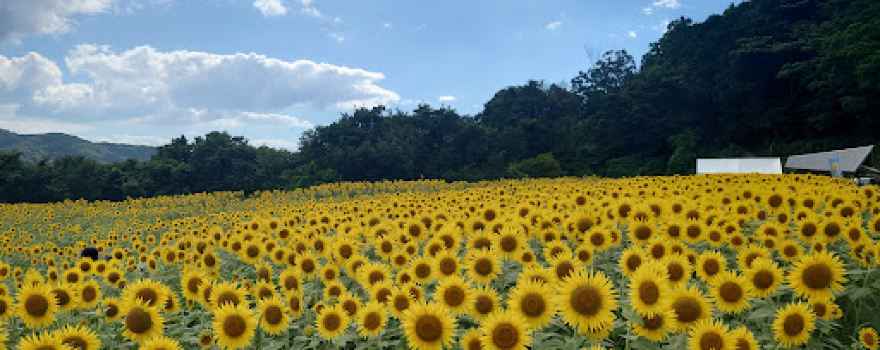 野山嶽