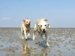 Hundestrand Cuxhaven Sahlenburg