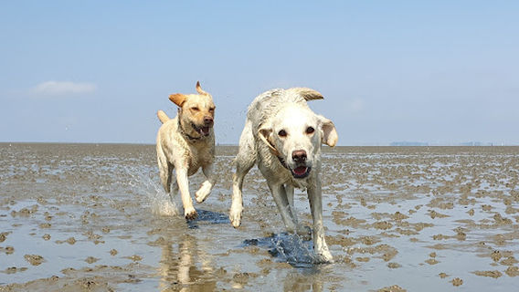 Hundestrand Cuxhaven Sahlenburg
