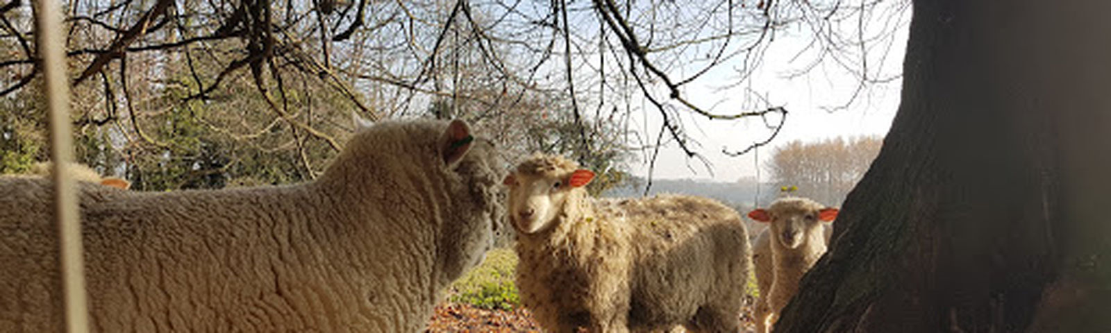 SalfordTransportasi Lokal