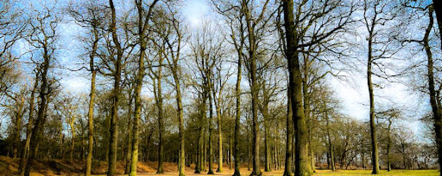 Koningstafel op de Grebbeberg