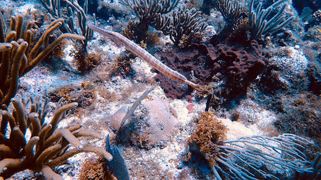 Antigua Scuba School - Pick Up Point