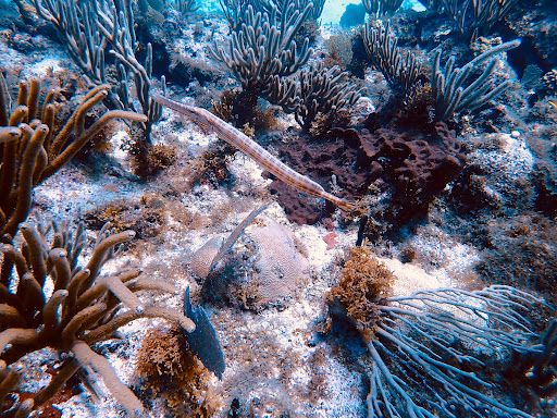 Antigua Scuba School - Pick Up Point