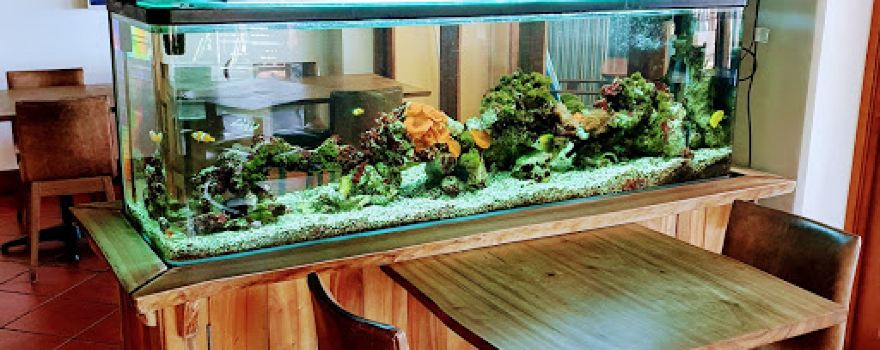 Sea Base Aquariums
