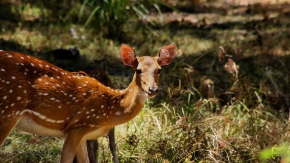 Yala Tiger Safari ( Yala , Lunugamvehera National Park , Udawalawe , Yala Block VI , Lunugamvehera Safari )