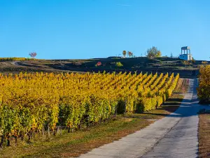 Tokaj Disznókő Vineyards and Winery Plc.