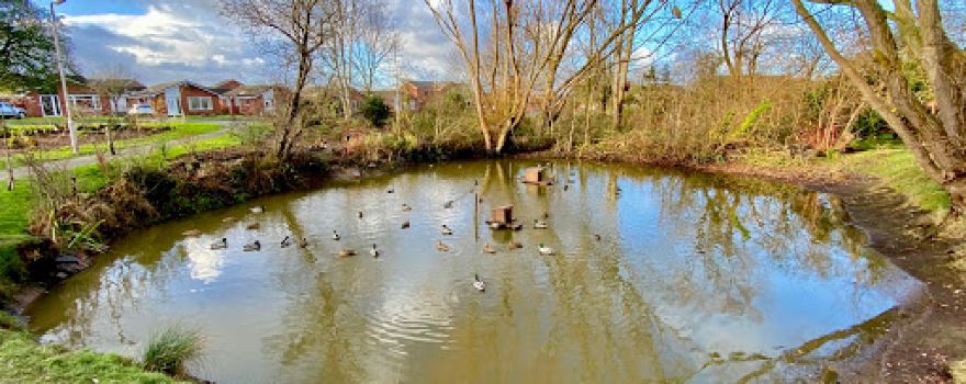 Hambledon Drive Duck Pond