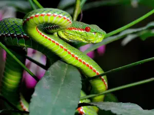 Parque nacional Kaeng Krachan
