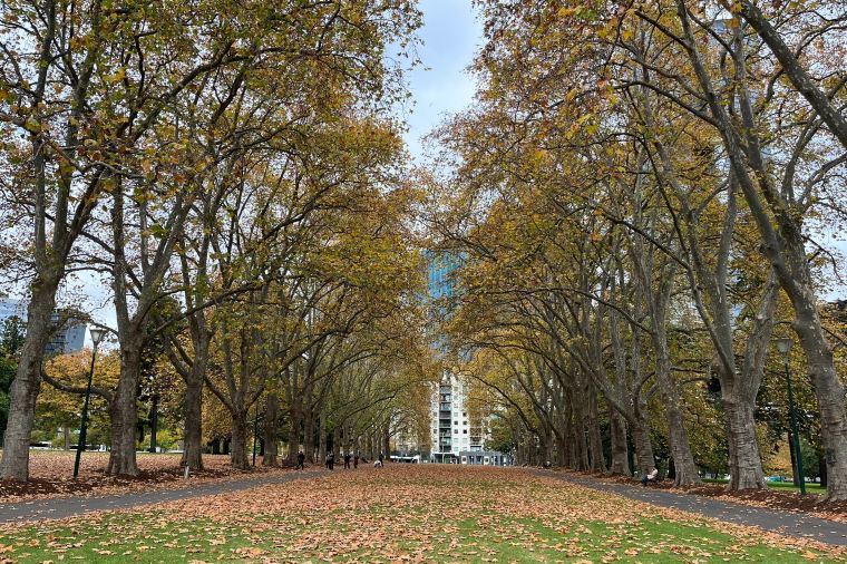 Carlton Gardens