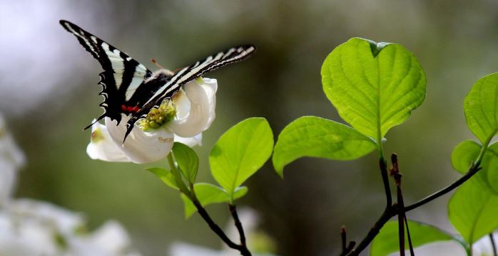 Big Thicket National Preserve