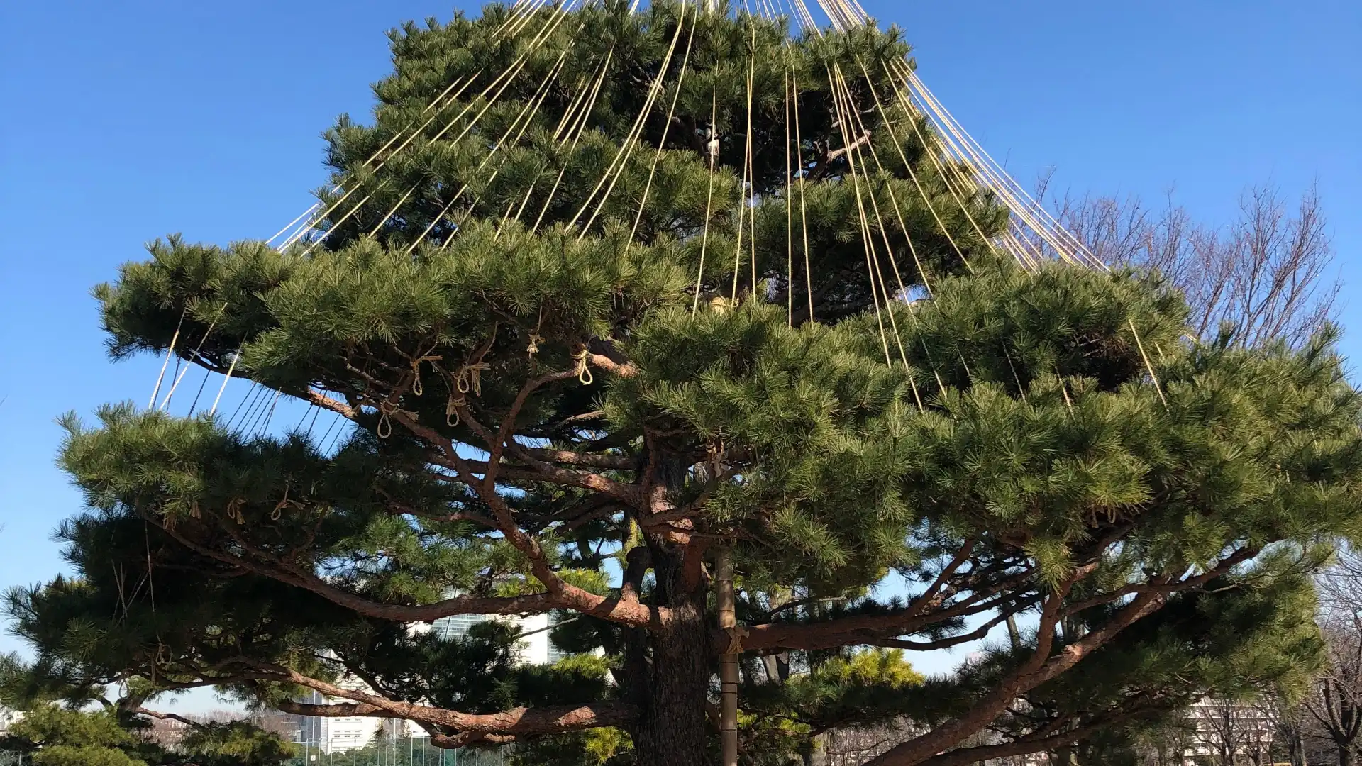 Hotels near Musashino Central Park