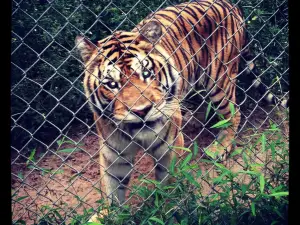Carolina Tiger Rescue