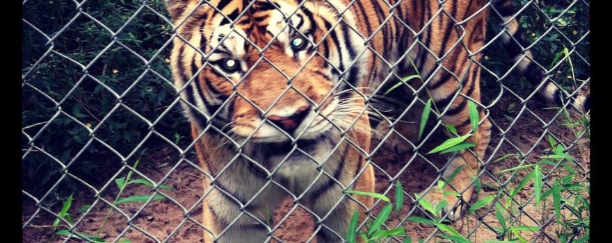 Carolina Tiger Rescue