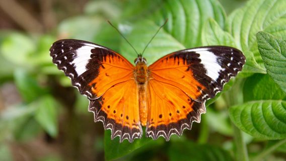 Coffs Harbour Butterfly House