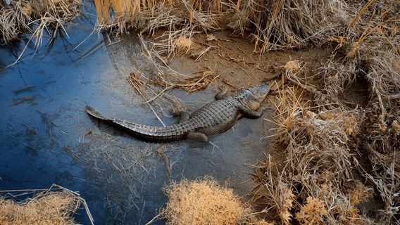 Leonabelle Turnbull Birding Center