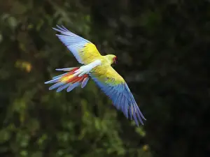 Macaw Recovery Network