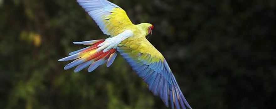 Macaw Recovery Network