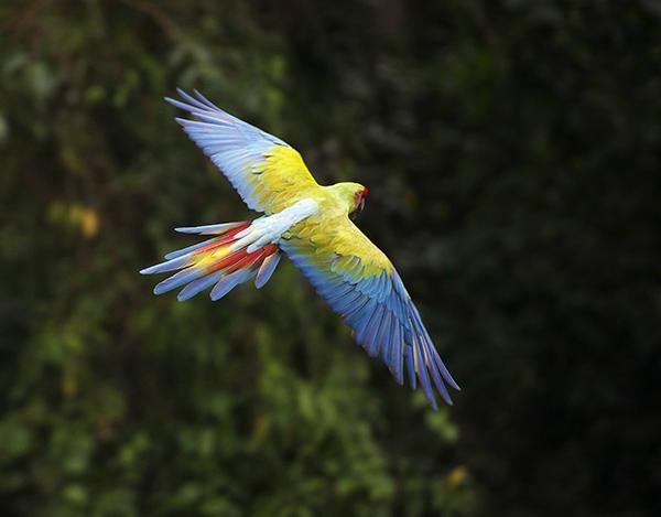 Macaw Recovery Network (previously The Ara Project)