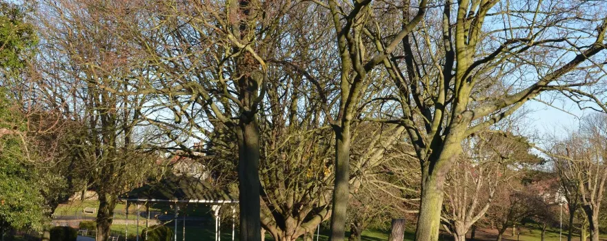 Ellington Park