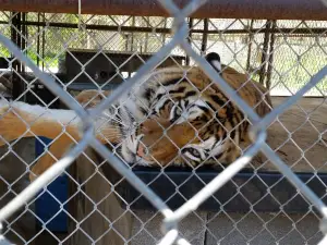 In-Sync Exotics Wildlife Rescue & Educational Center