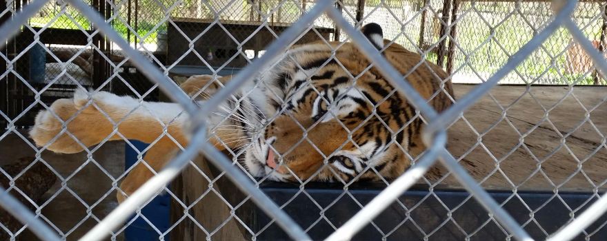 In-Sync Exotics Wildlife Rescue & Educational Center