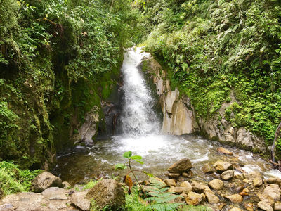 Mandor