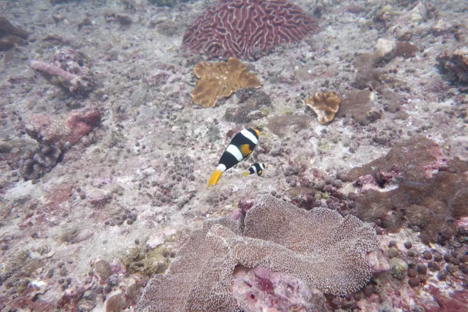 5_Scubaseb Diving Phuket