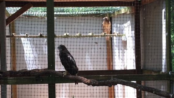 Lynnwood Park Zoo