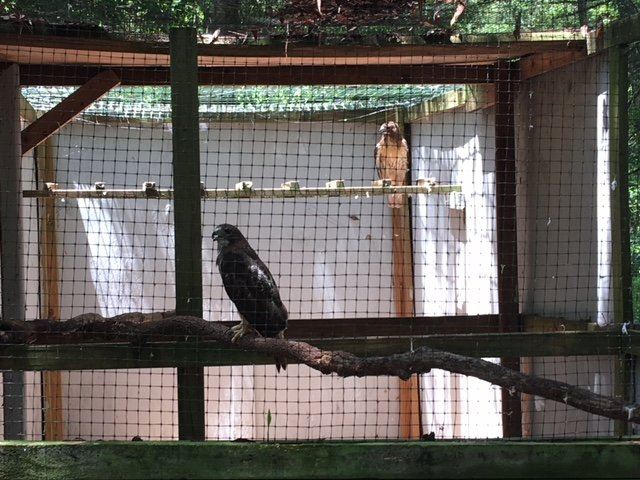 Lynnwood Park Zoo