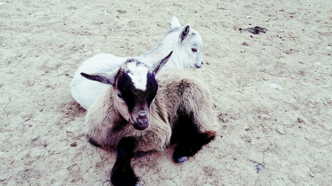 5_La Colline Aux Animaux