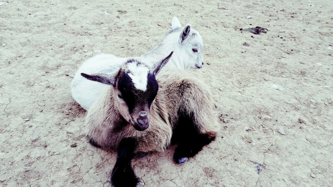 5_La Colline Aux Animaux