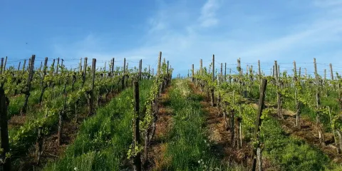 Weingut Hausammann