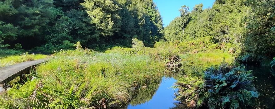 Ohinetonga Scenic Reserve