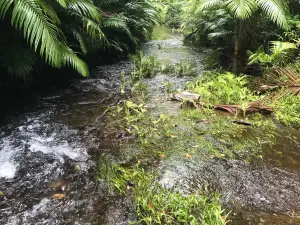 Djiru National Park