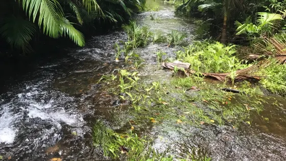 Djiru National Park
