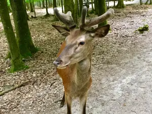 Bergwildpark