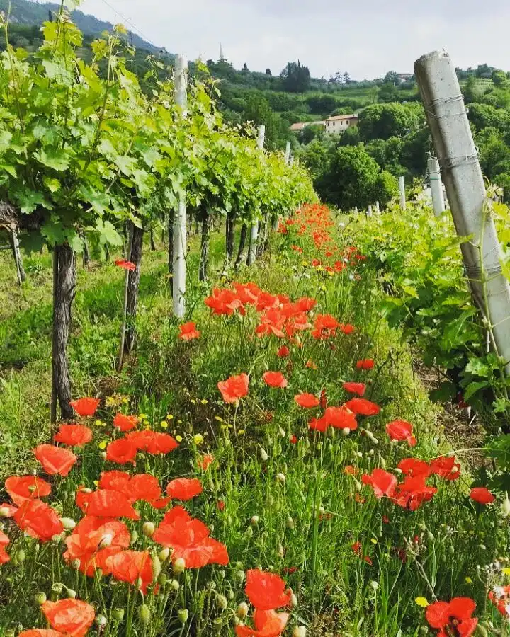 Các khách sạn gần Cantina Nani 1967 - Tenuta Castello di Rubaro