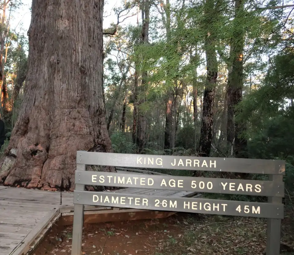3_King Jarrah Tree