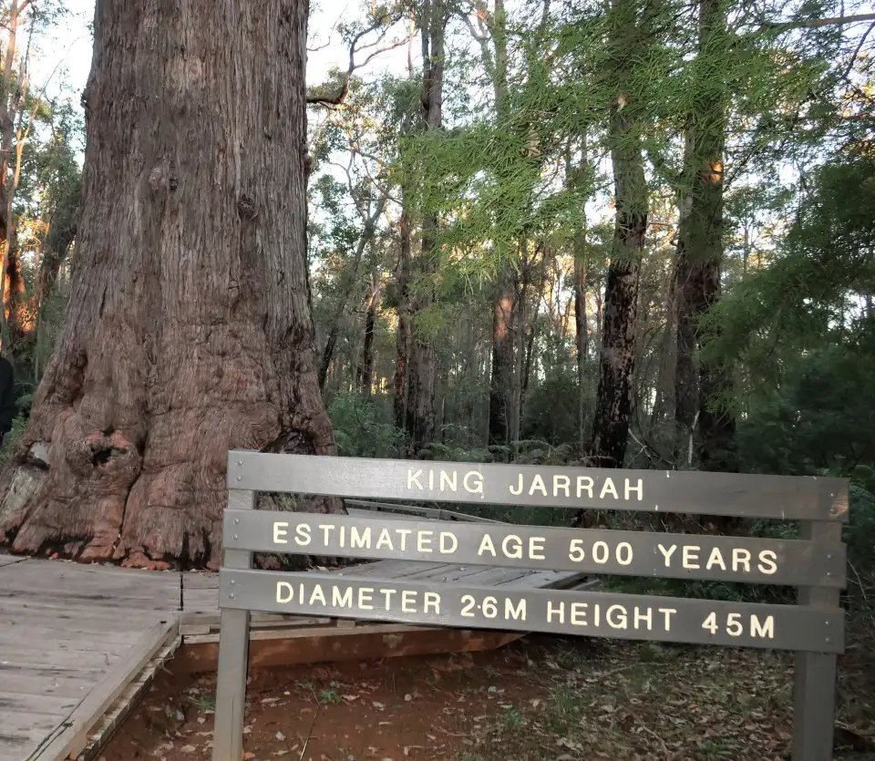 3_King Jarrah Tree