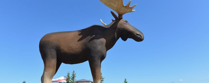 Mac the Moose