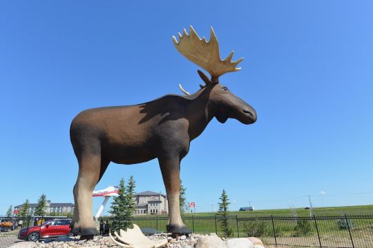 Mac the Moose
