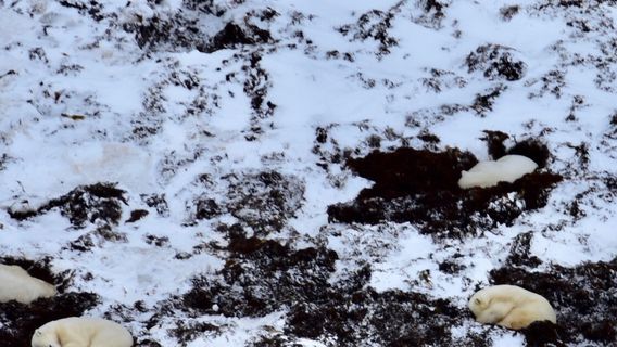 Custom Helicopters Ltd.