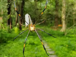 ALLAPALLI