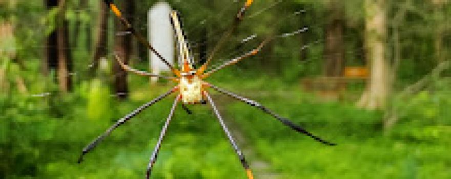 ALLAPALLI