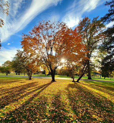 Perkins Park