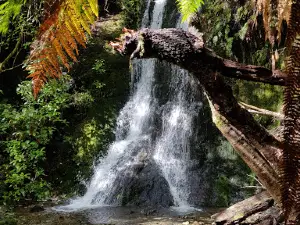 Mount Richmond Forest Park